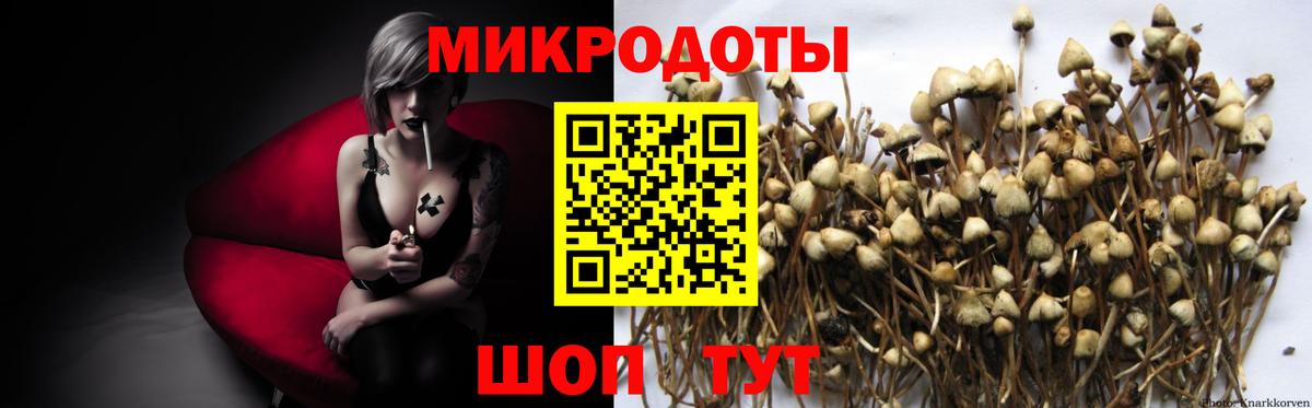 Псилоцибиновые грибы мицелий Калининград